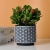 Creative Cross-Border Fresh Plastic Flower Pot Household Straight round Mouth Flower Pot Lifestrong Thickened Non-Hole Planting Pot