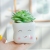 Factory Succulent Bonsai Creative Cute Smiley Face Succulent Flower Pot Personality Simple Indoor White Porcelain Basin Ceramic Basin