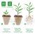 Pulp Seedling Cup/Degradable Pulp Cup/Nursery Basin/Seedling Tray/Seeding Tray