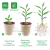 Pulp Seedling Cup/Nursery Basin/Degradable Pulp Cup/Seedling Tray/Throwing Tray/Feeding Tray