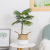 Indoor Home Floor Display Simulation Areca Palm Bonsai Nordic High Imitation Green Plant Pot Large Green Anemone