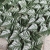 Cross-Border Hot Selling Simulation Fence Leaves Green Radish Ivy Courtyard Fence Covering Green Plant Leaves